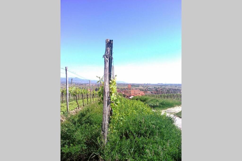 Gite A Eguisheim Proche De Colmar Et Kaysergberg. Exteriér fotografie